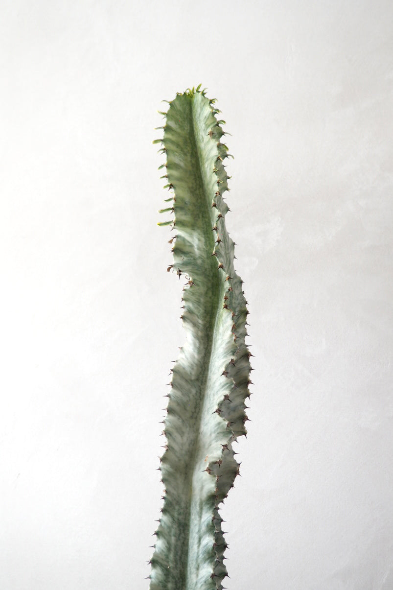 Euphorbia variegated
