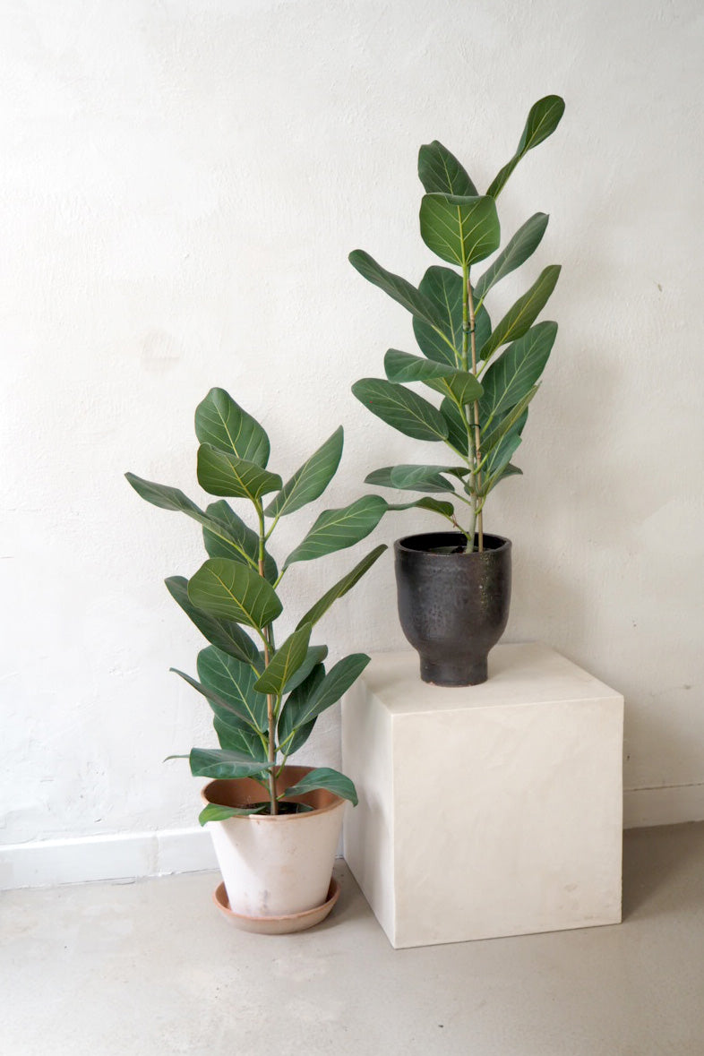 Ficus Audrey