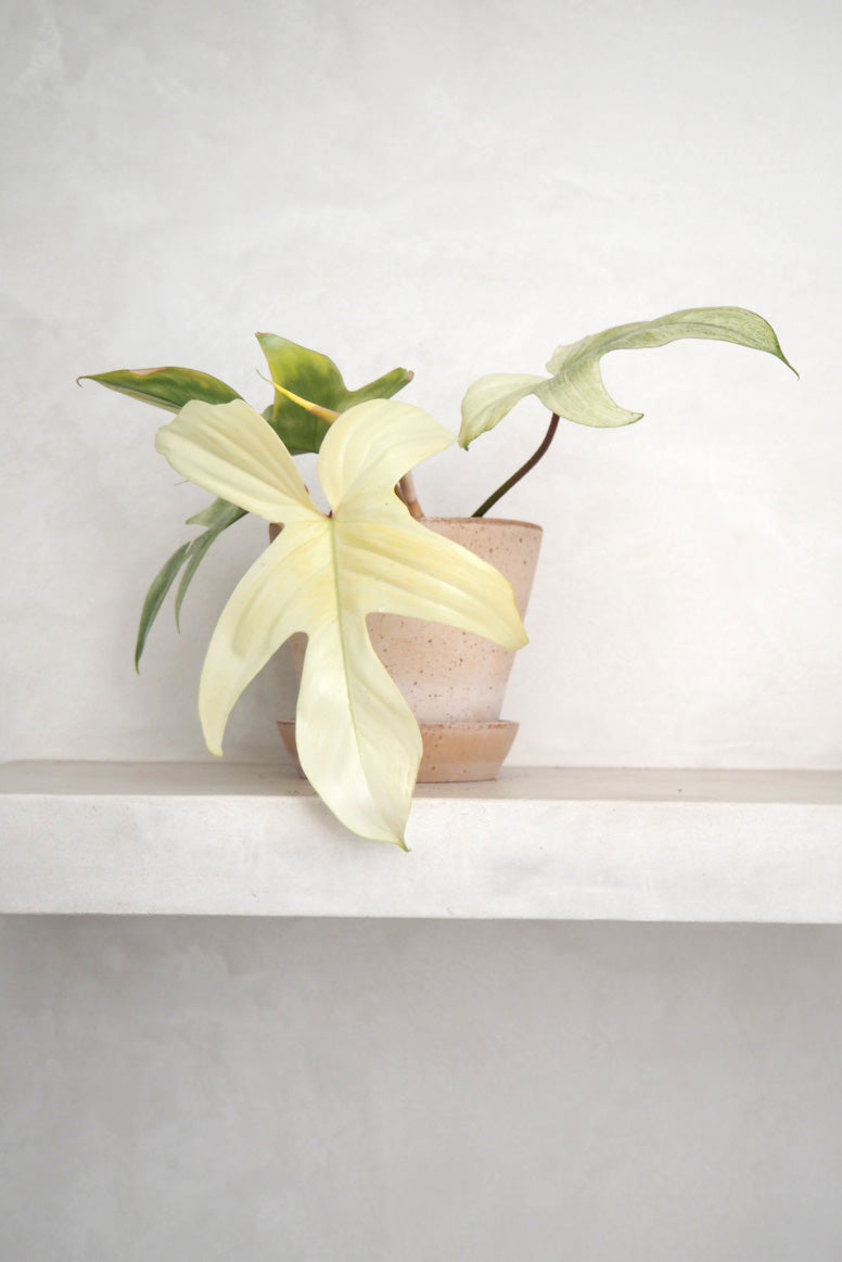 Philodendron Florida Ghost