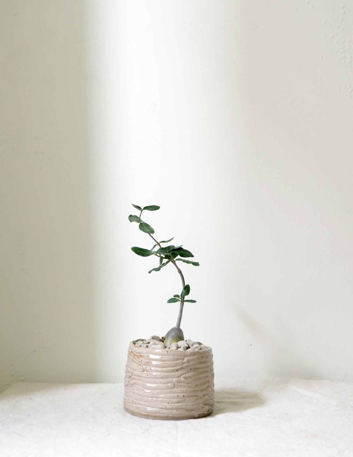 Fockea Edulis