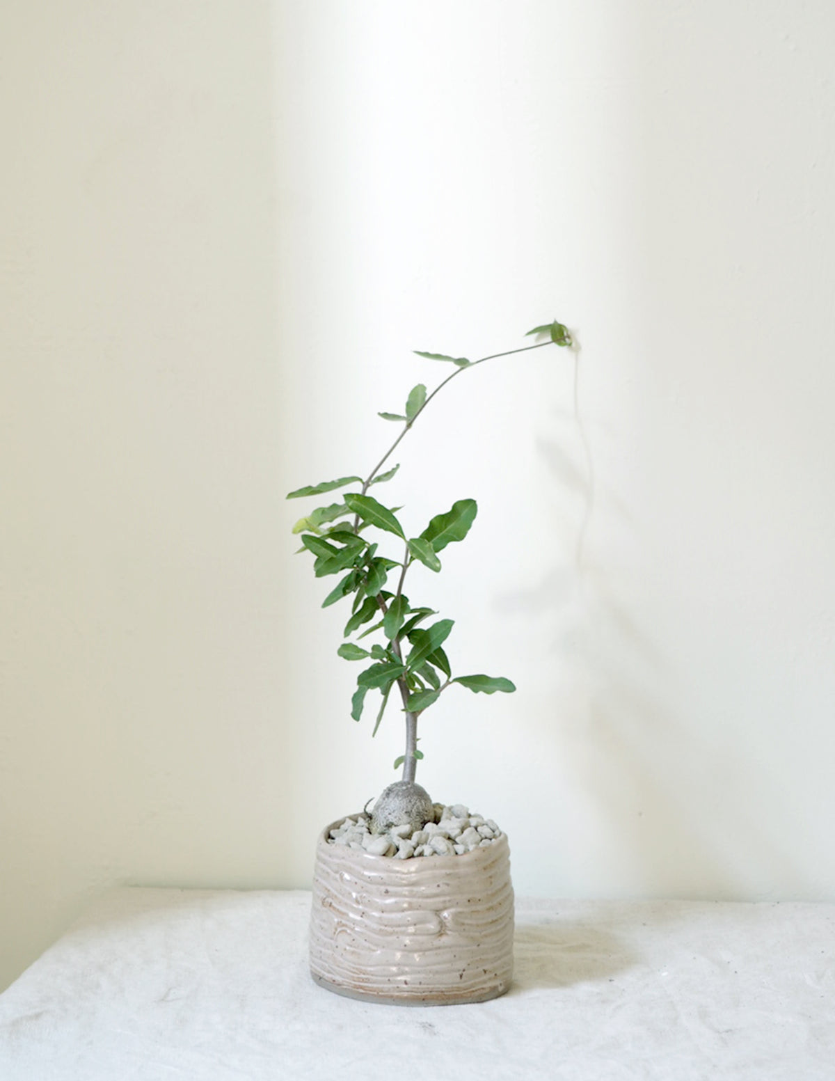 Fockea Edulis