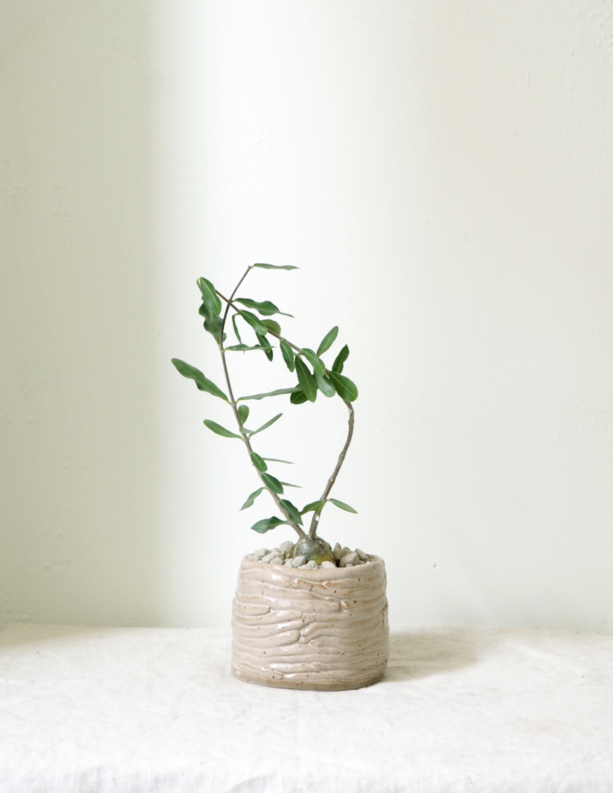 Fockea Edulis