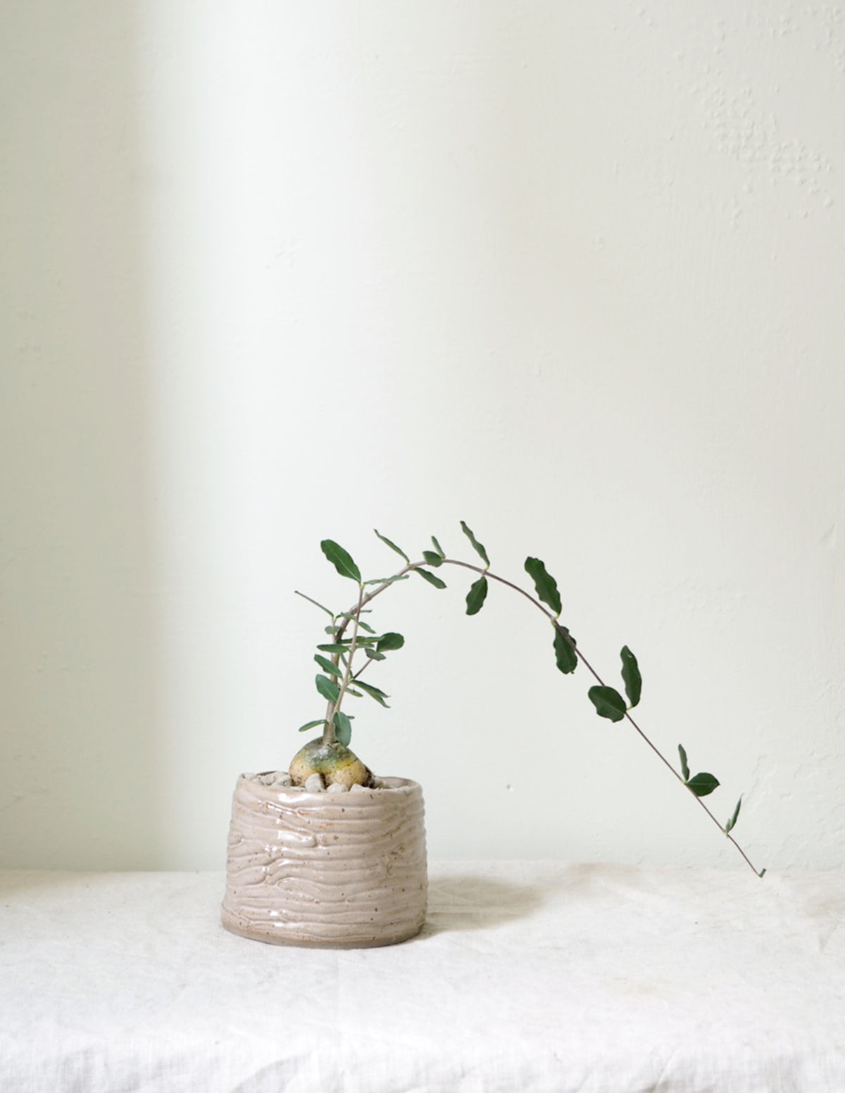 Fockea Edulis