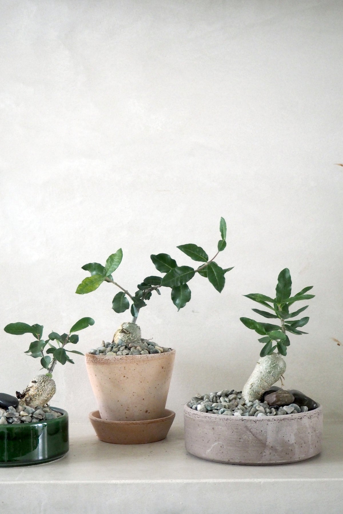Fockea Edulis