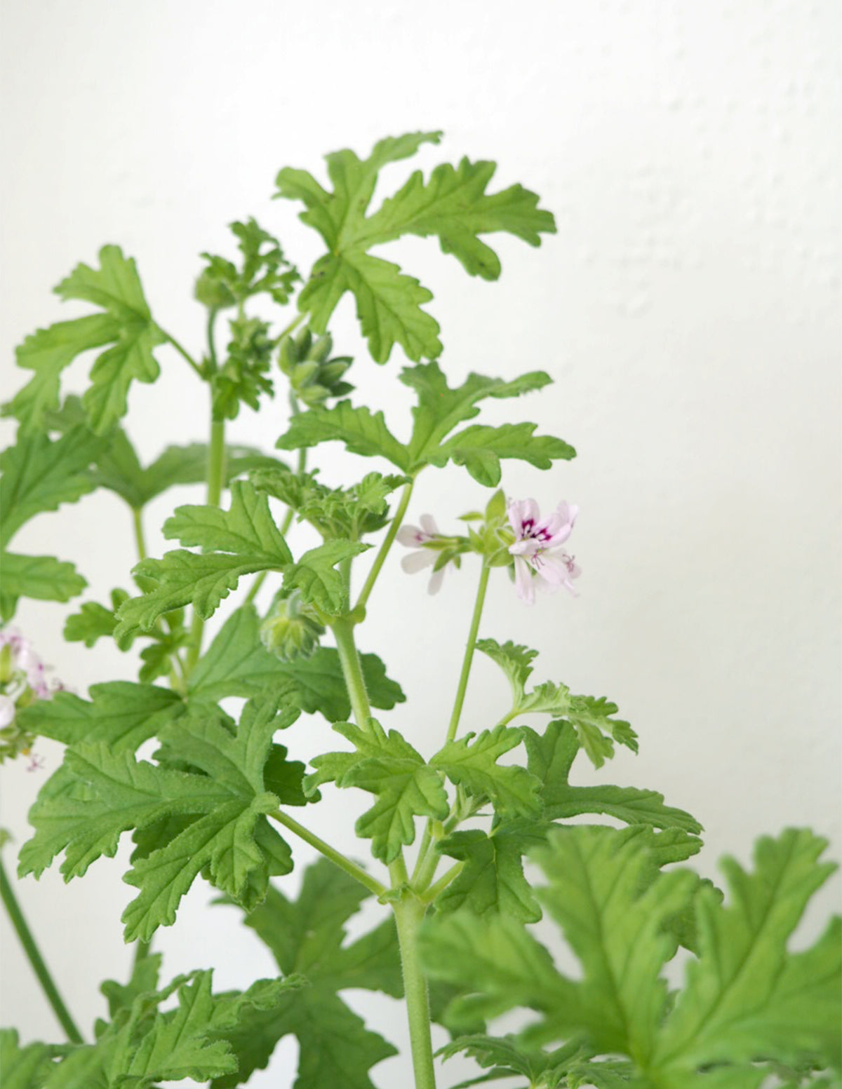 Rosengeranium