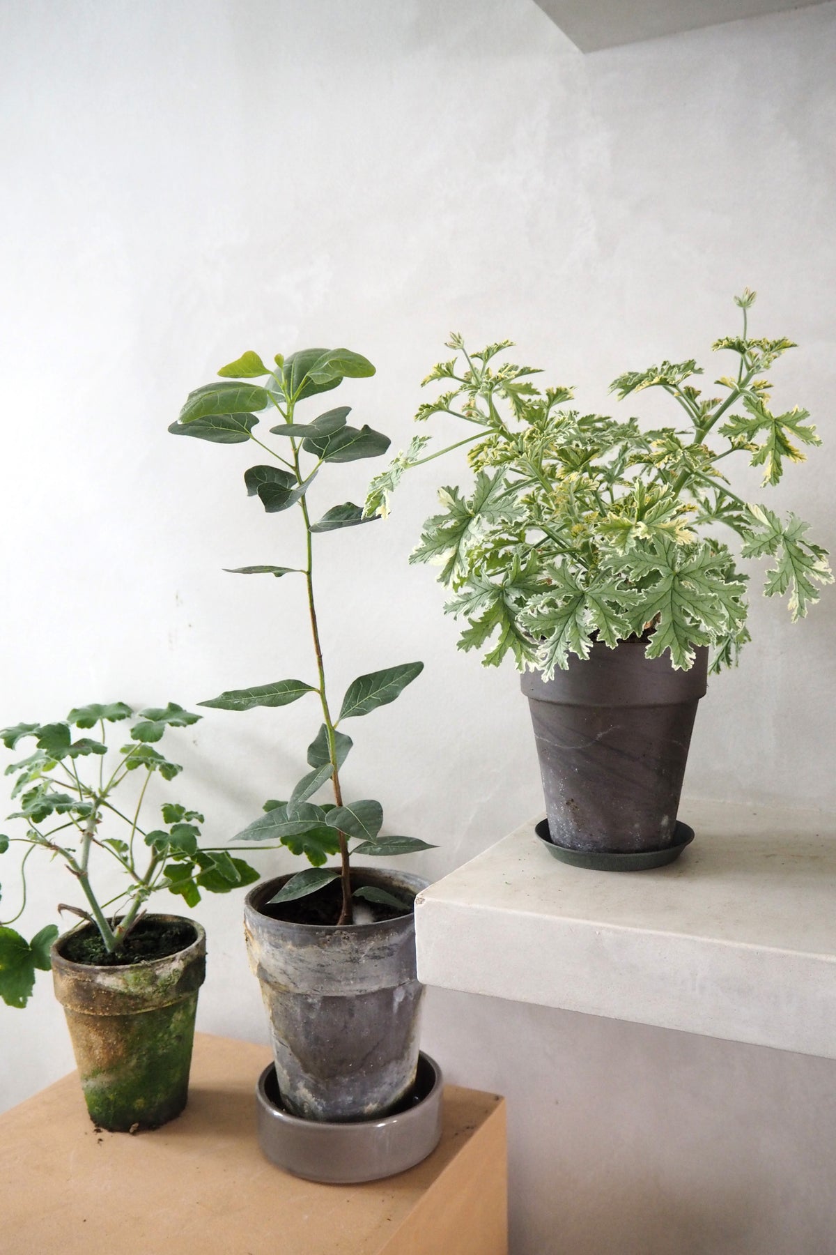Geranium - Fragrant frosty