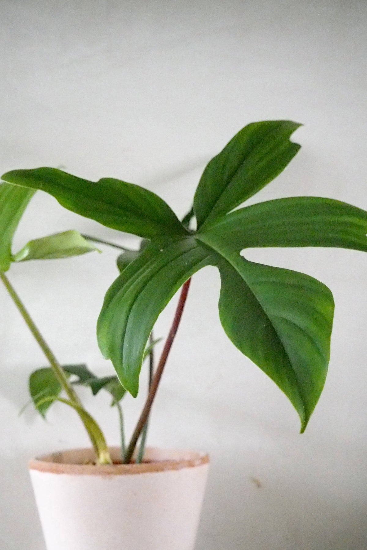 Philodendron Green Florida