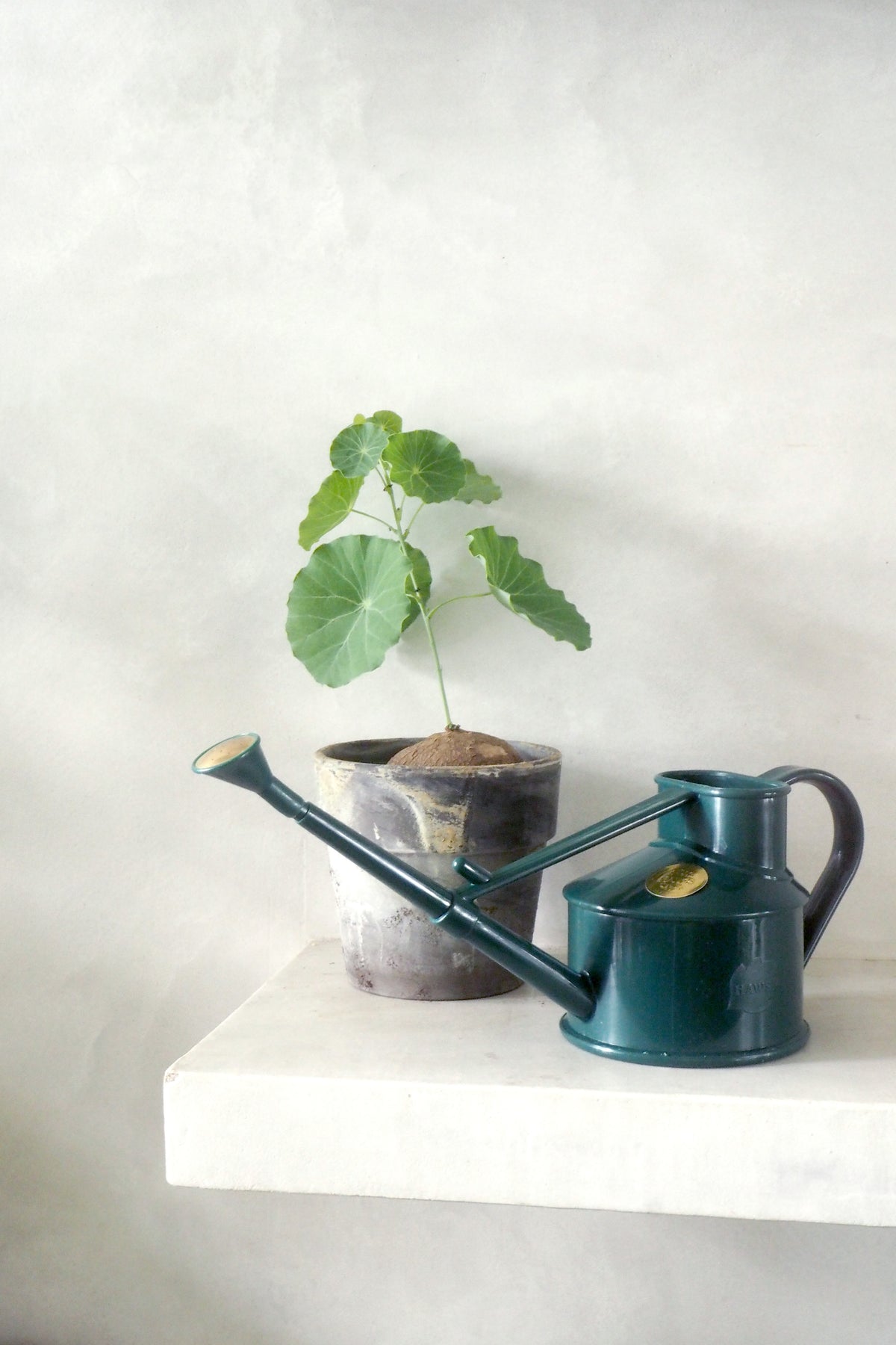 HAWS Vandkande, The Langley Sprinkler, grøn