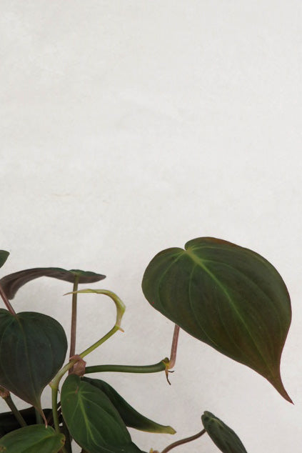 Philodendron micans