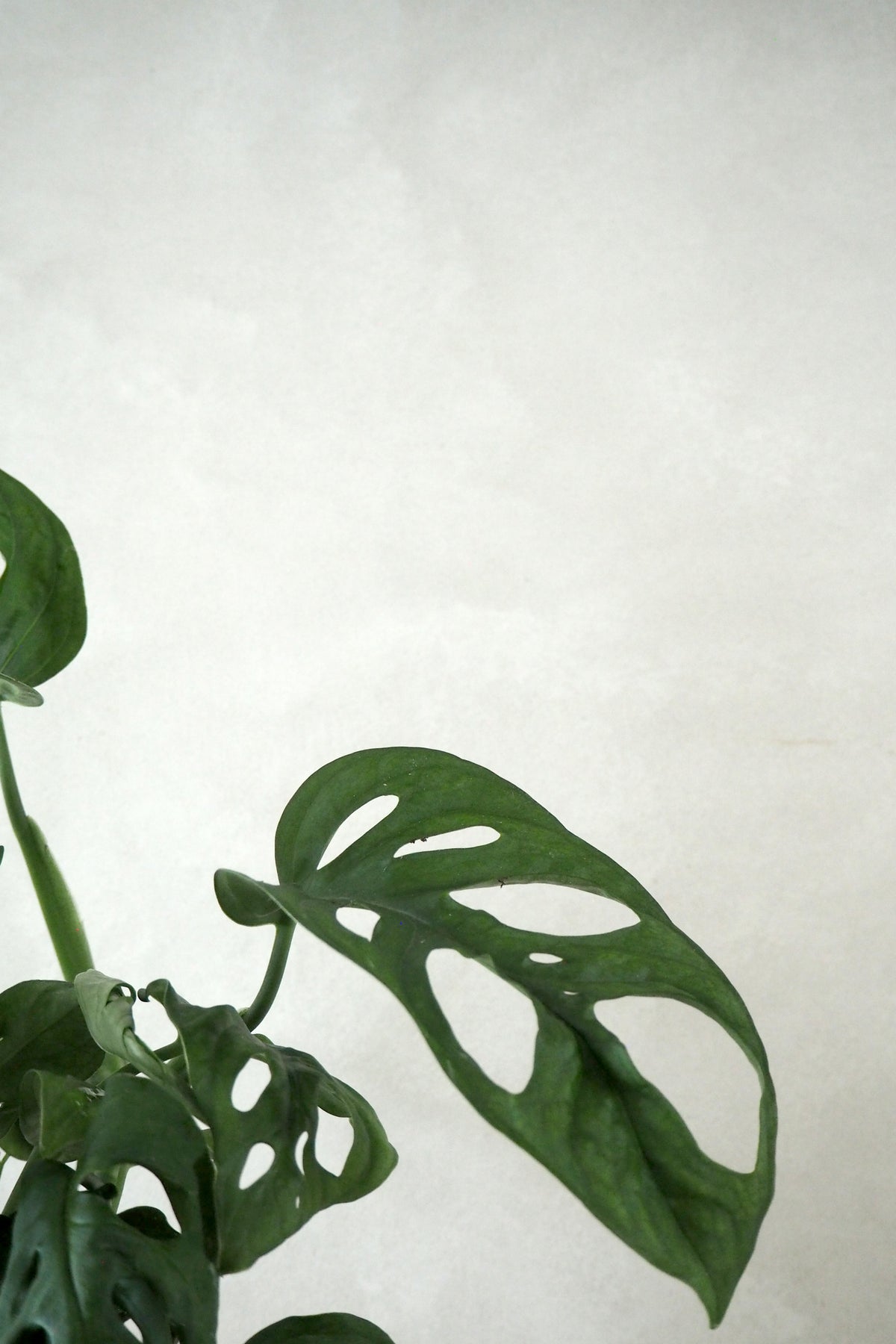 Monstera Adansonii