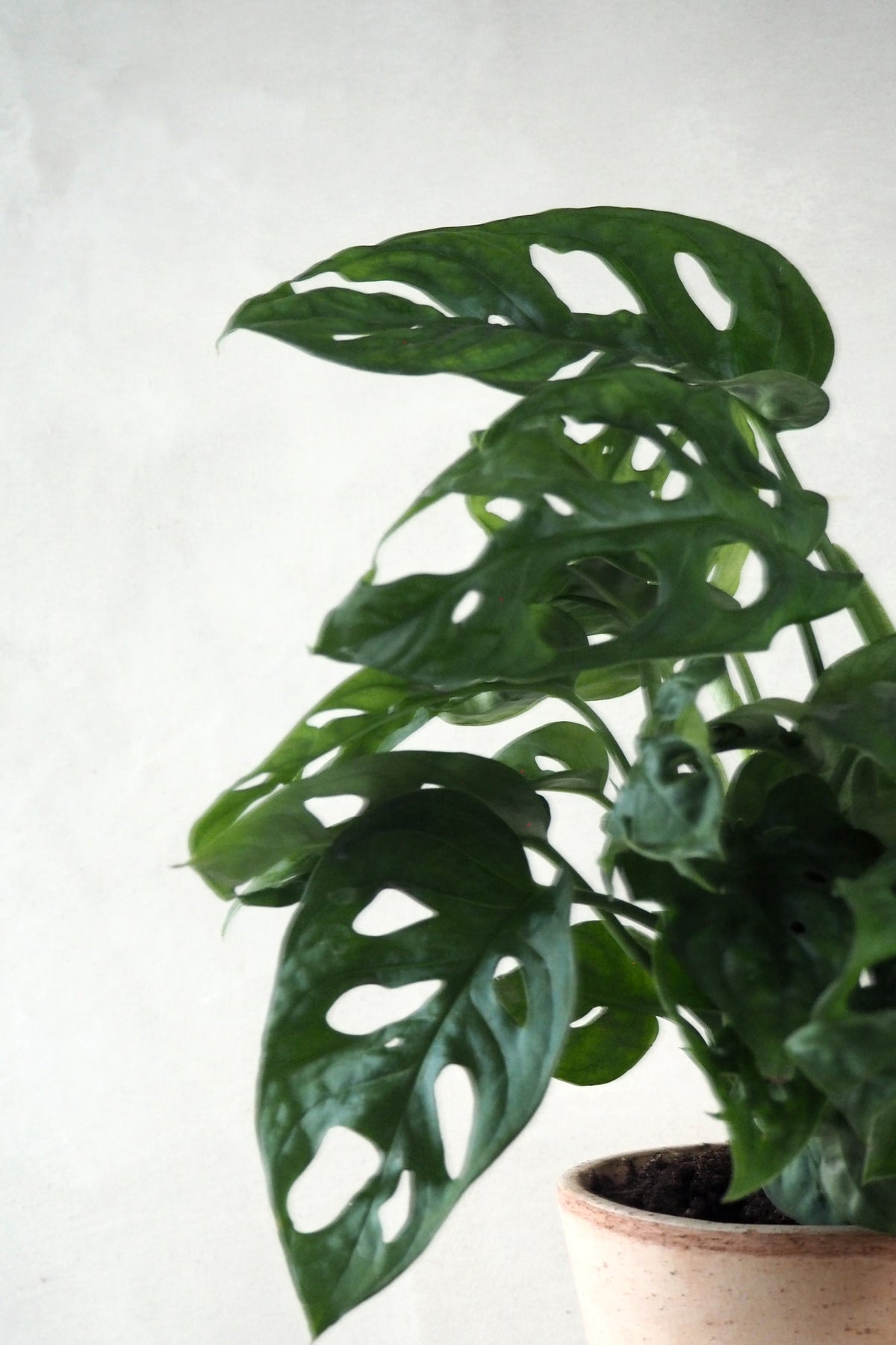 Monstera Adansonii