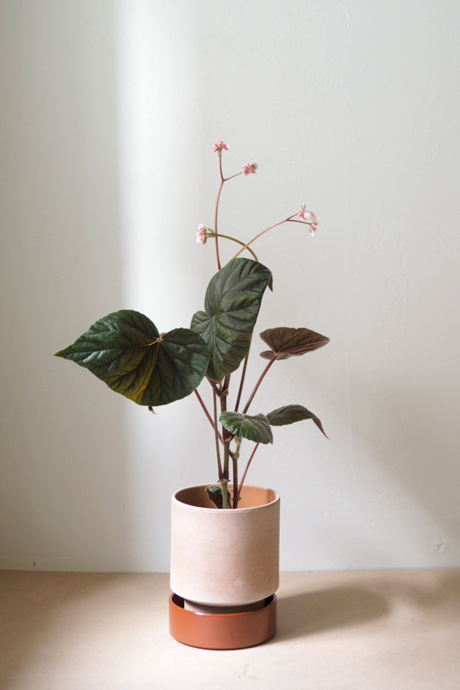 Hoff krukke, raw rosa + rust underskål