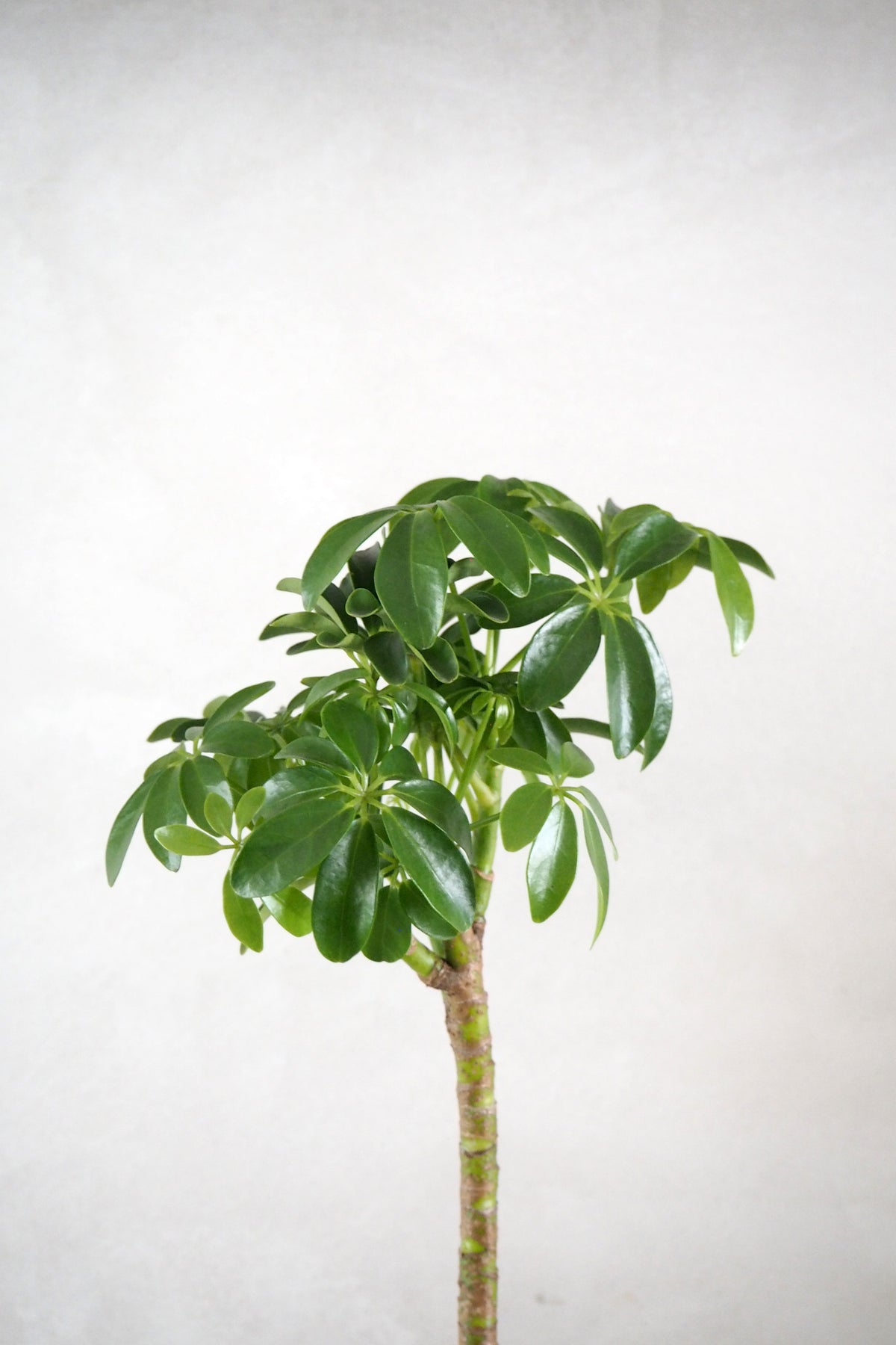 Schefflera Luseana opstammet