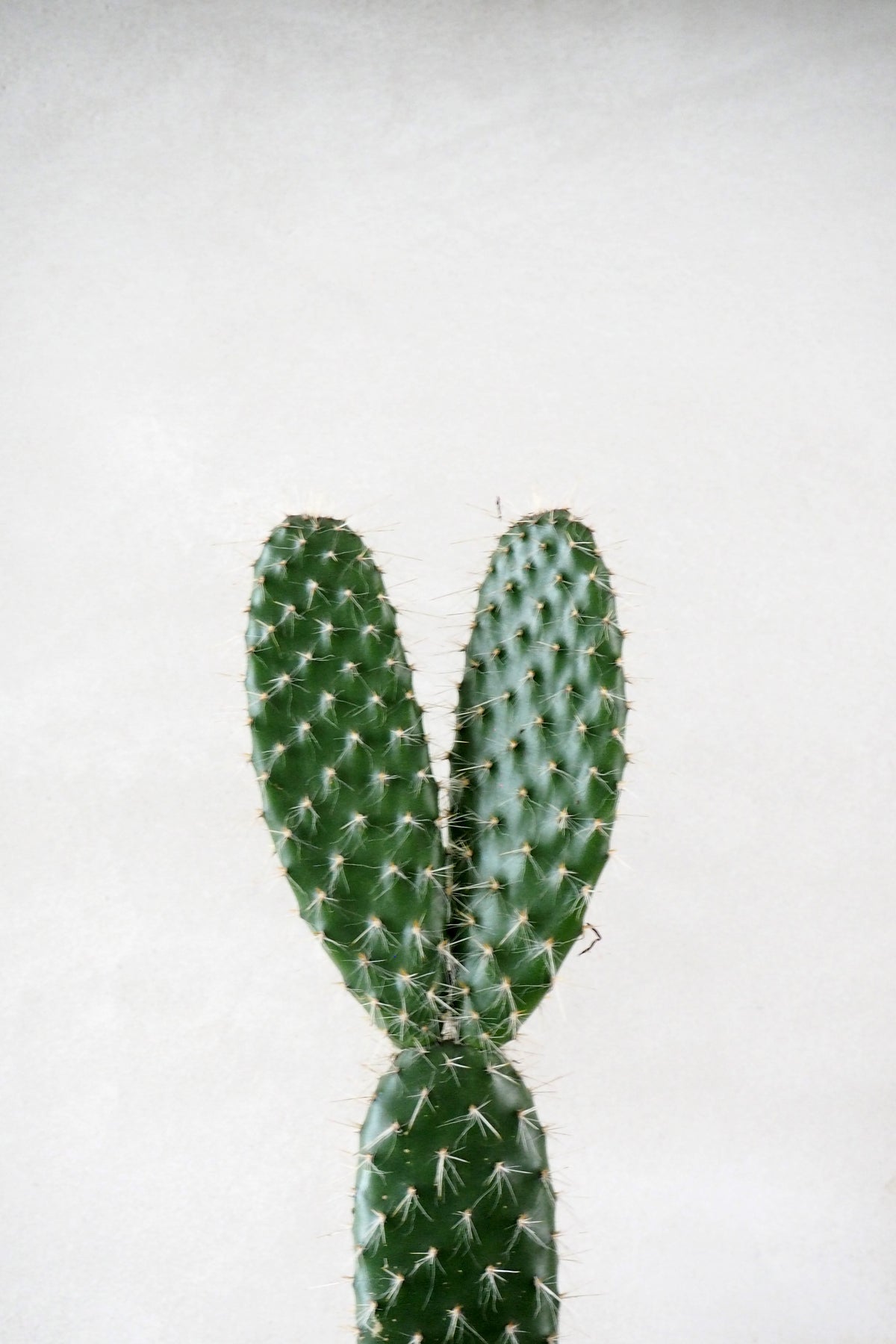 Opuntia galapageia