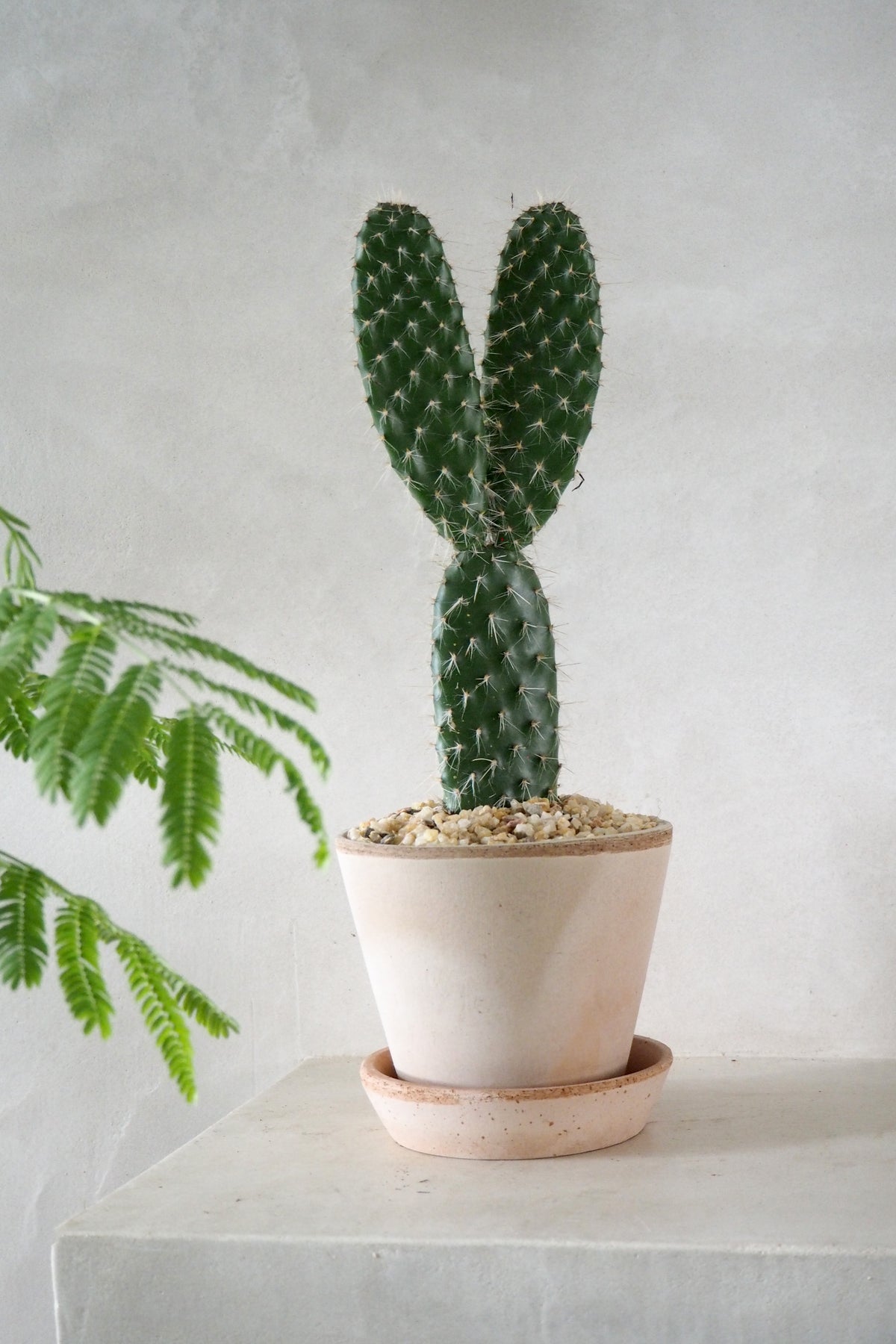 Opuntia galapageia