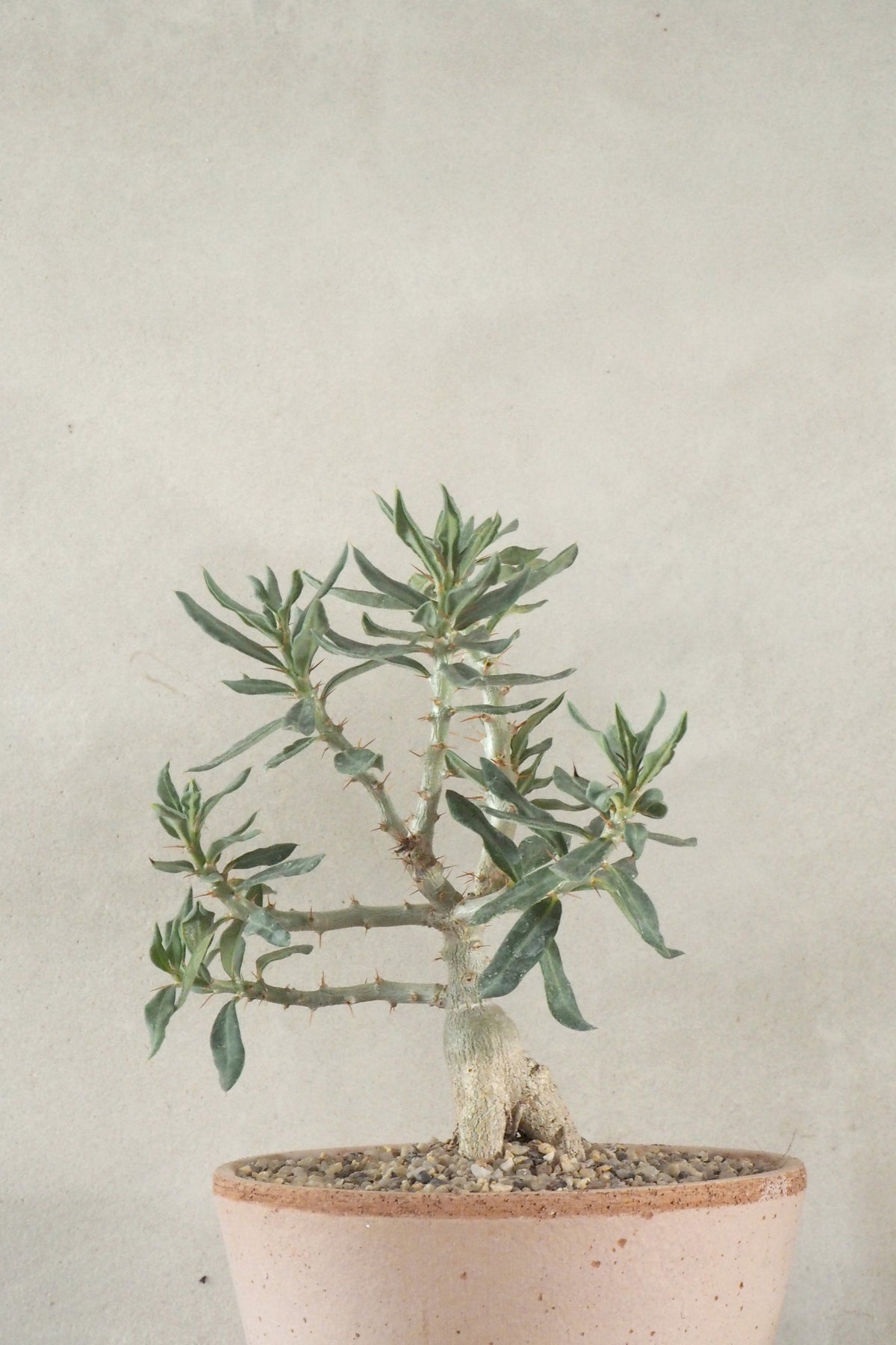 Pachypodium bispinosum