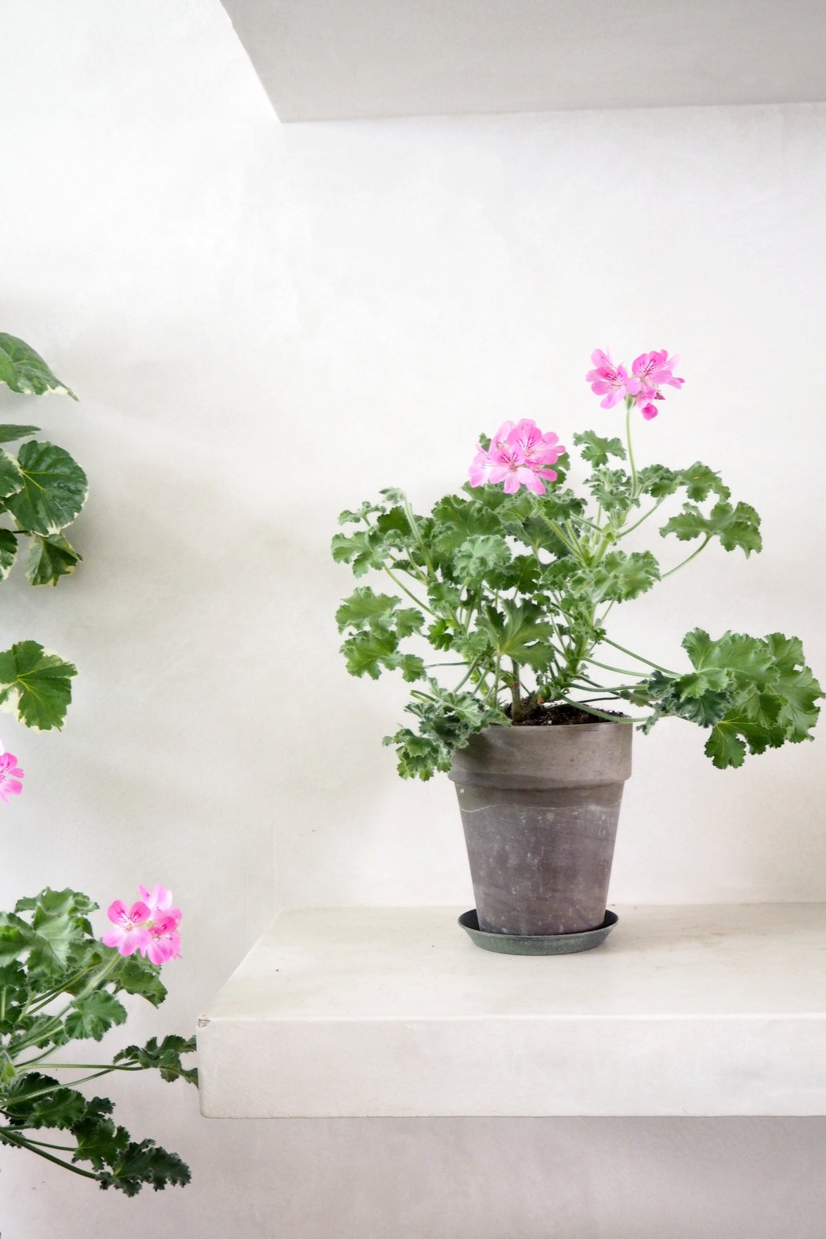 Pelargonium - Pink capricorn