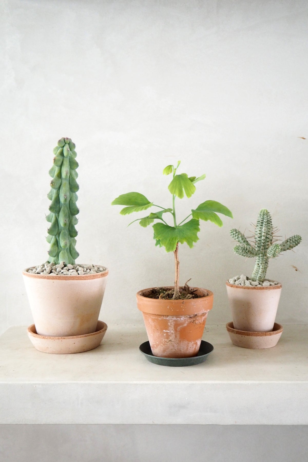 Titty - Myrtillocactus geometrizans
