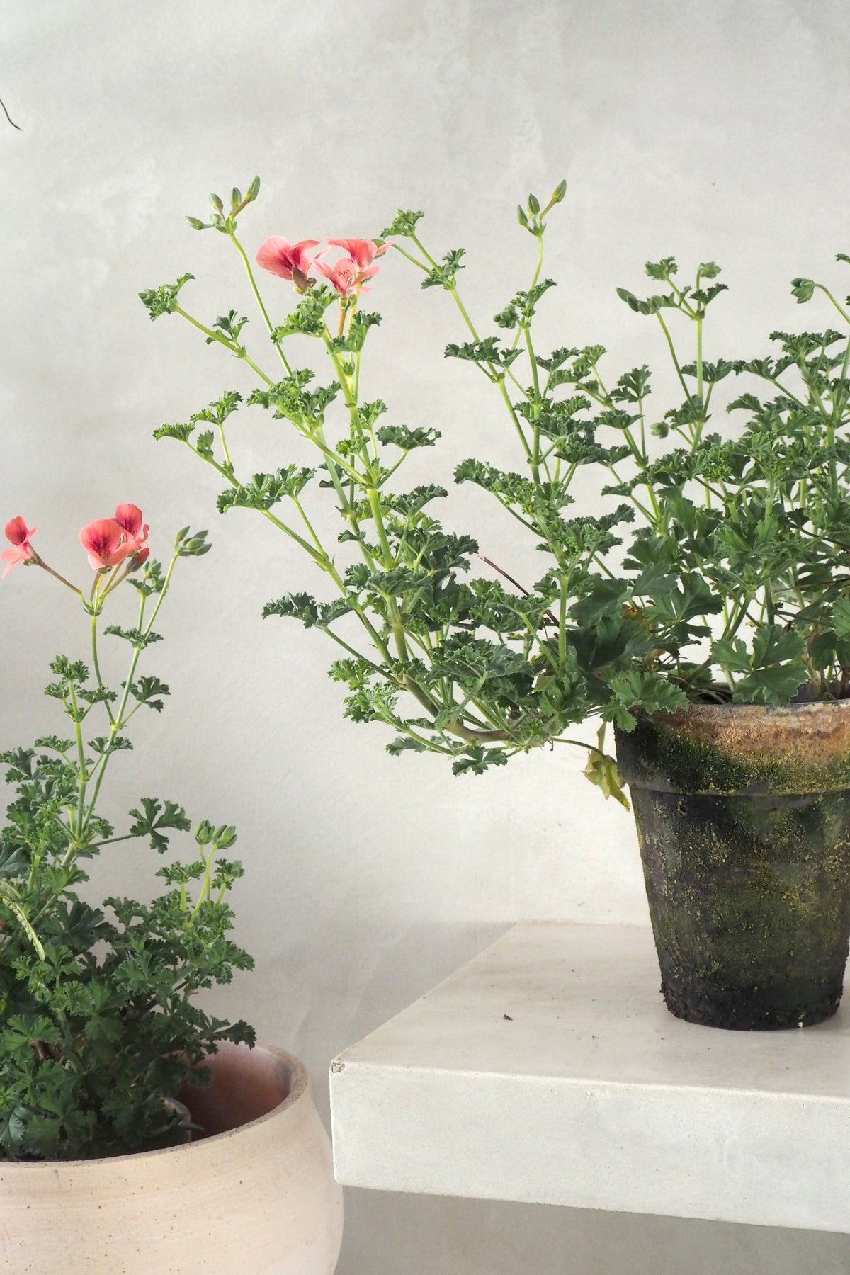 Geranium - Prince of Orange
