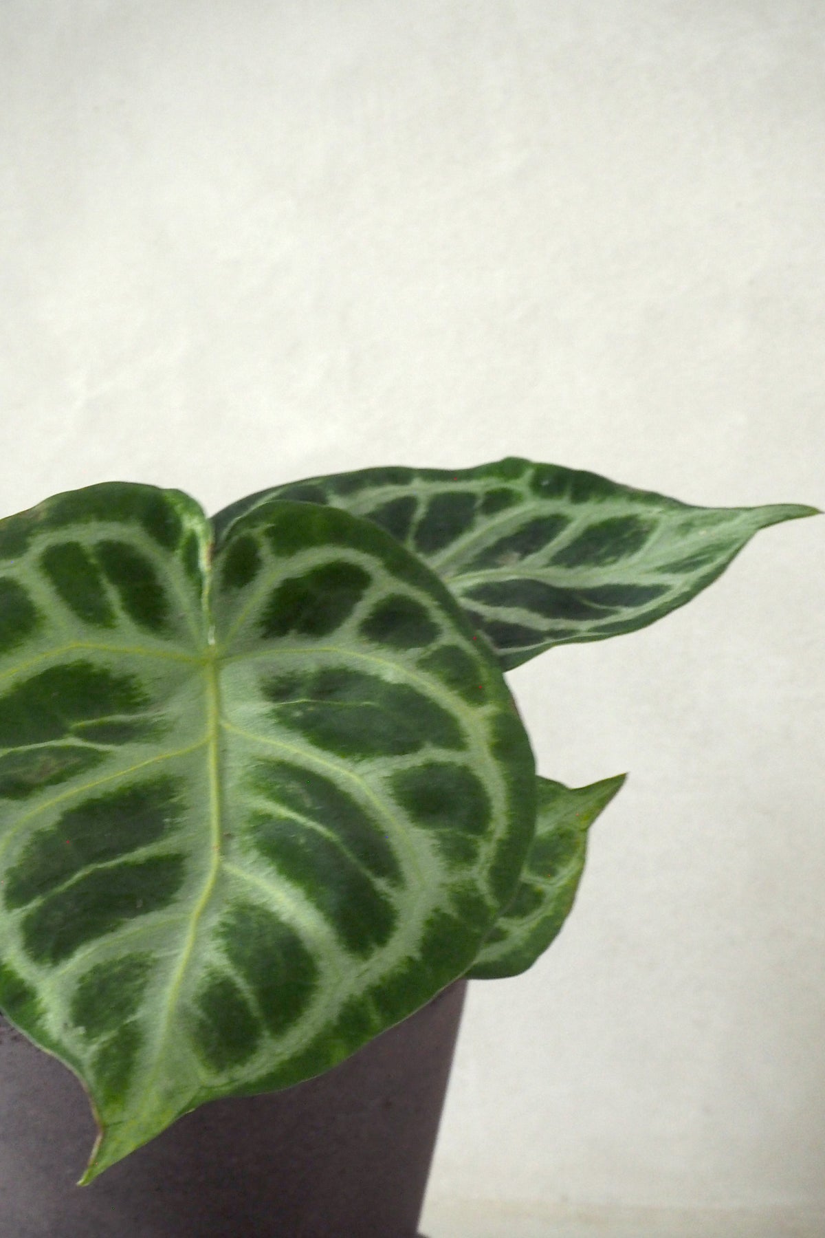 Anthurium silver Blush