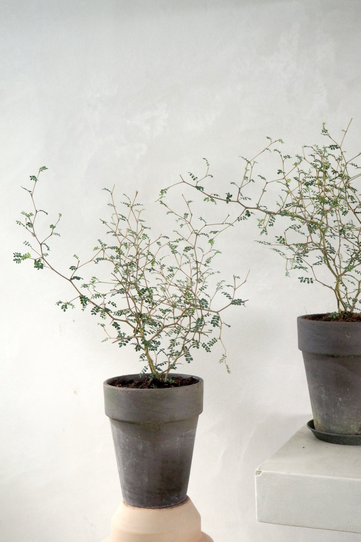 Sophora