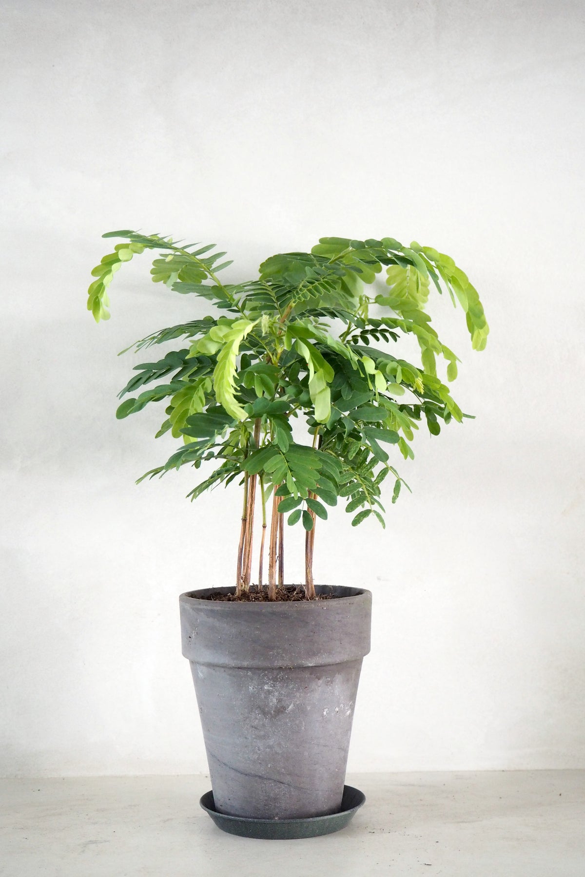 Tamarindus indica