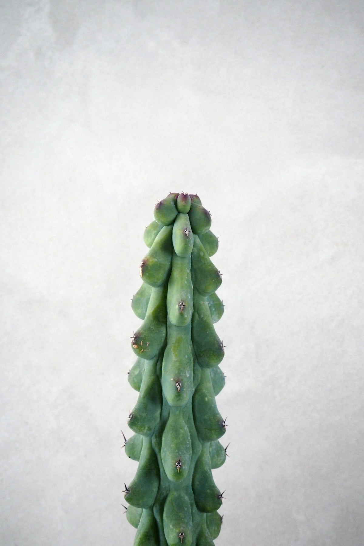 Titty - Myrtillocactus geometrizans