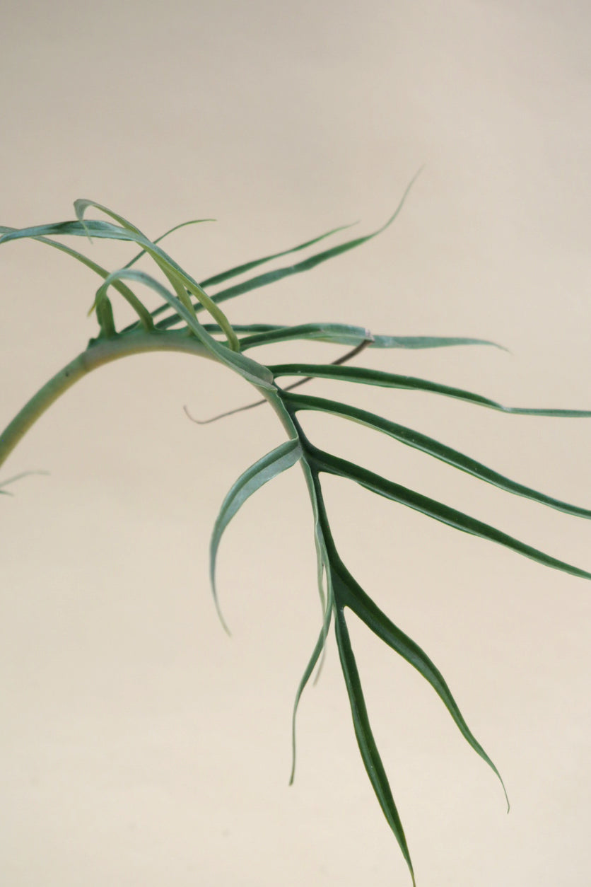 Philodendron Tortum