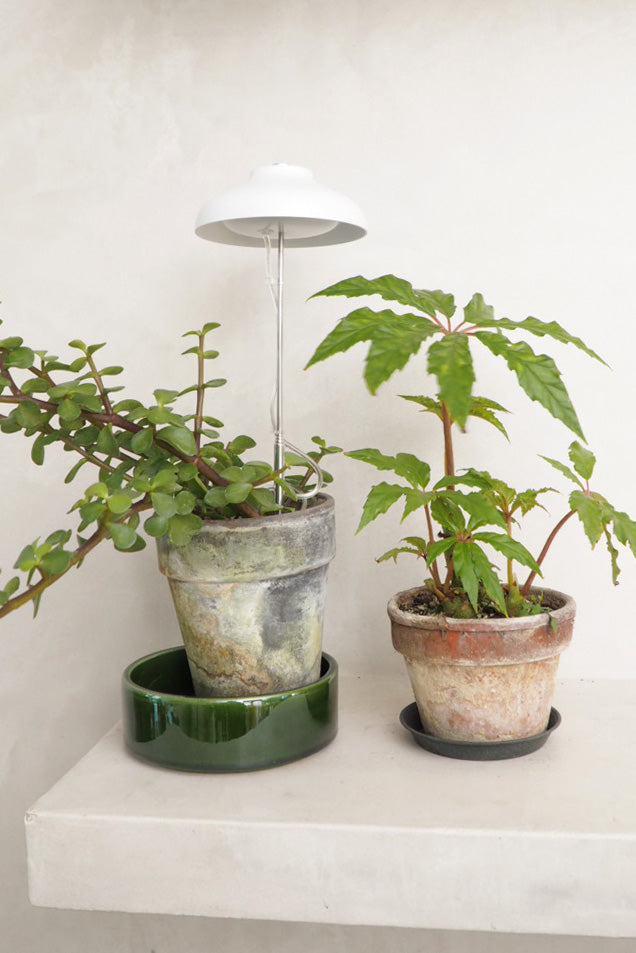 Vækstlampe, LED