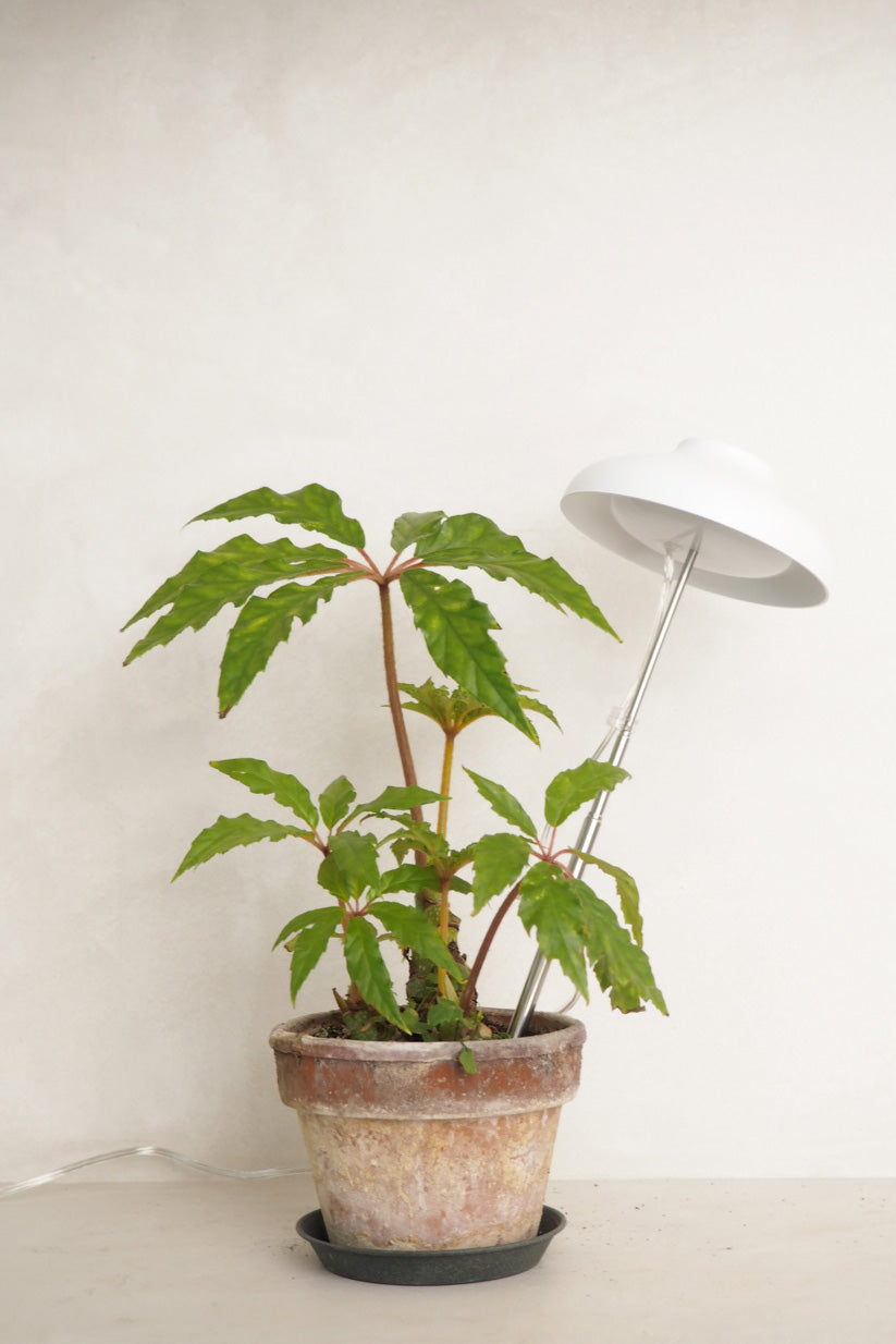Vækstlampe, LED