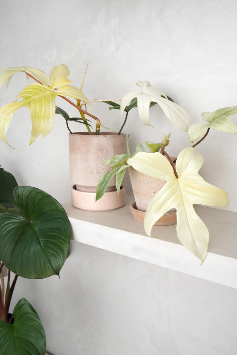 Philodendron Florida Ghost