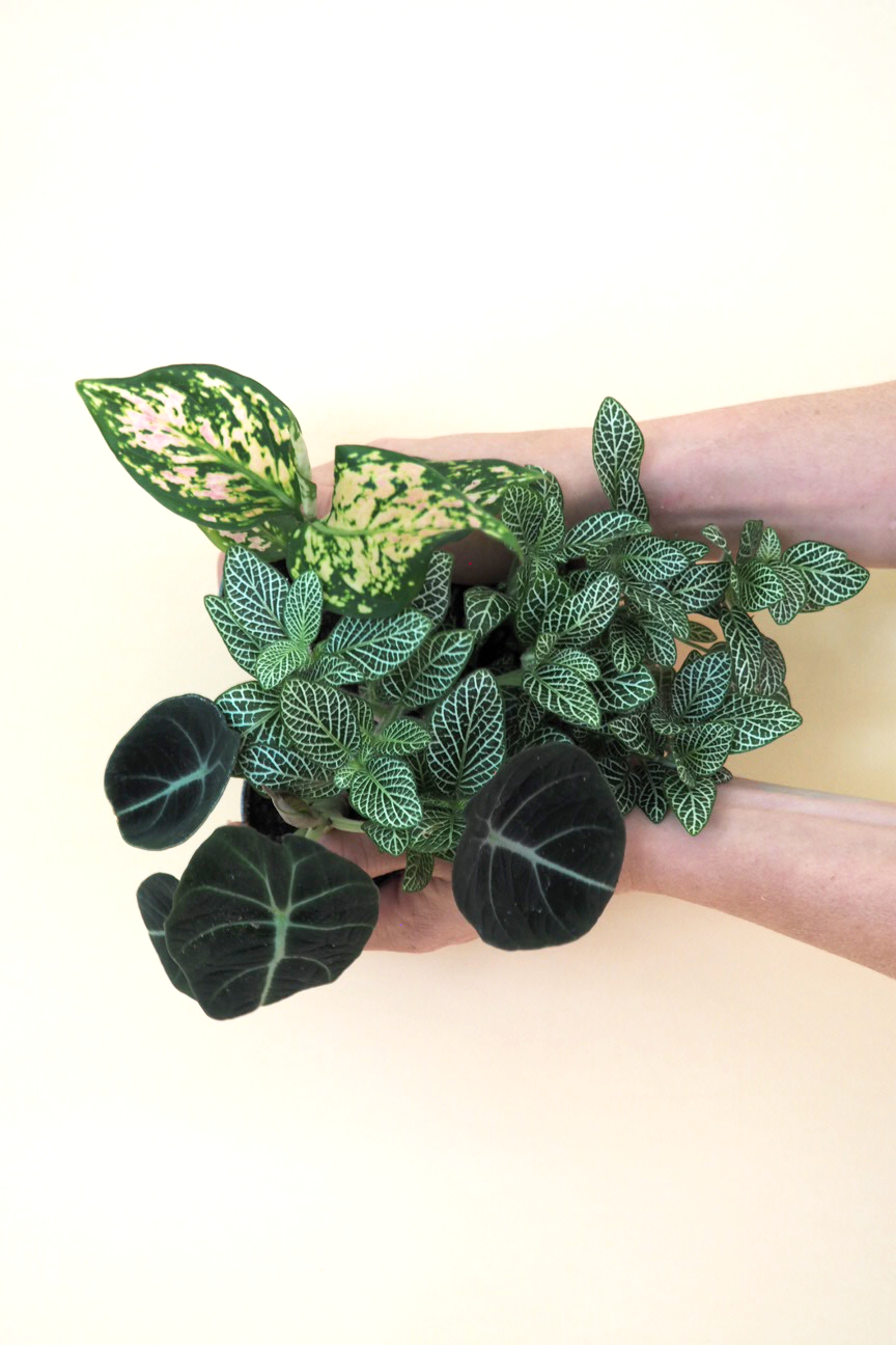 Miniplanter