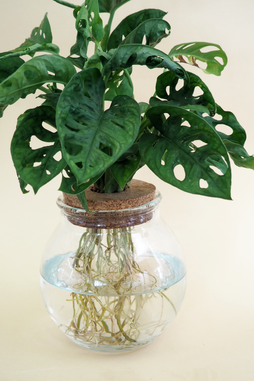 Monstera adansonii