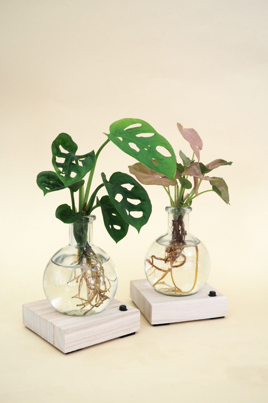 Plantelampe, Monstera