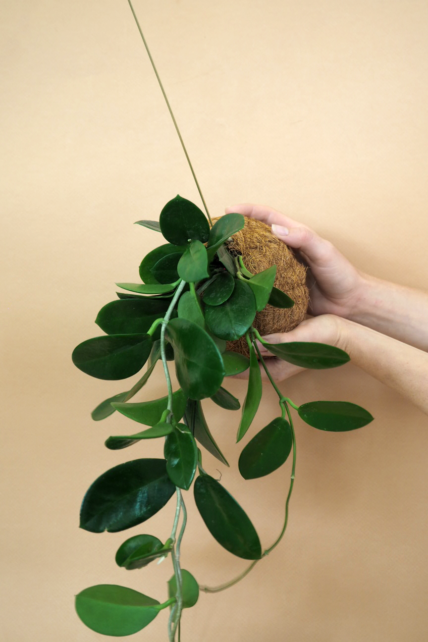 Planteplanet, Hoya carnosa