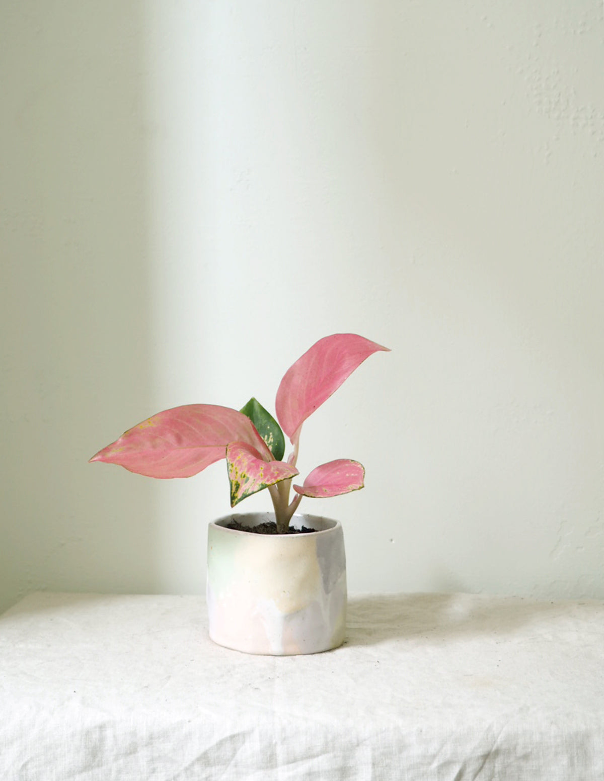 Aglaonema Spotted Star