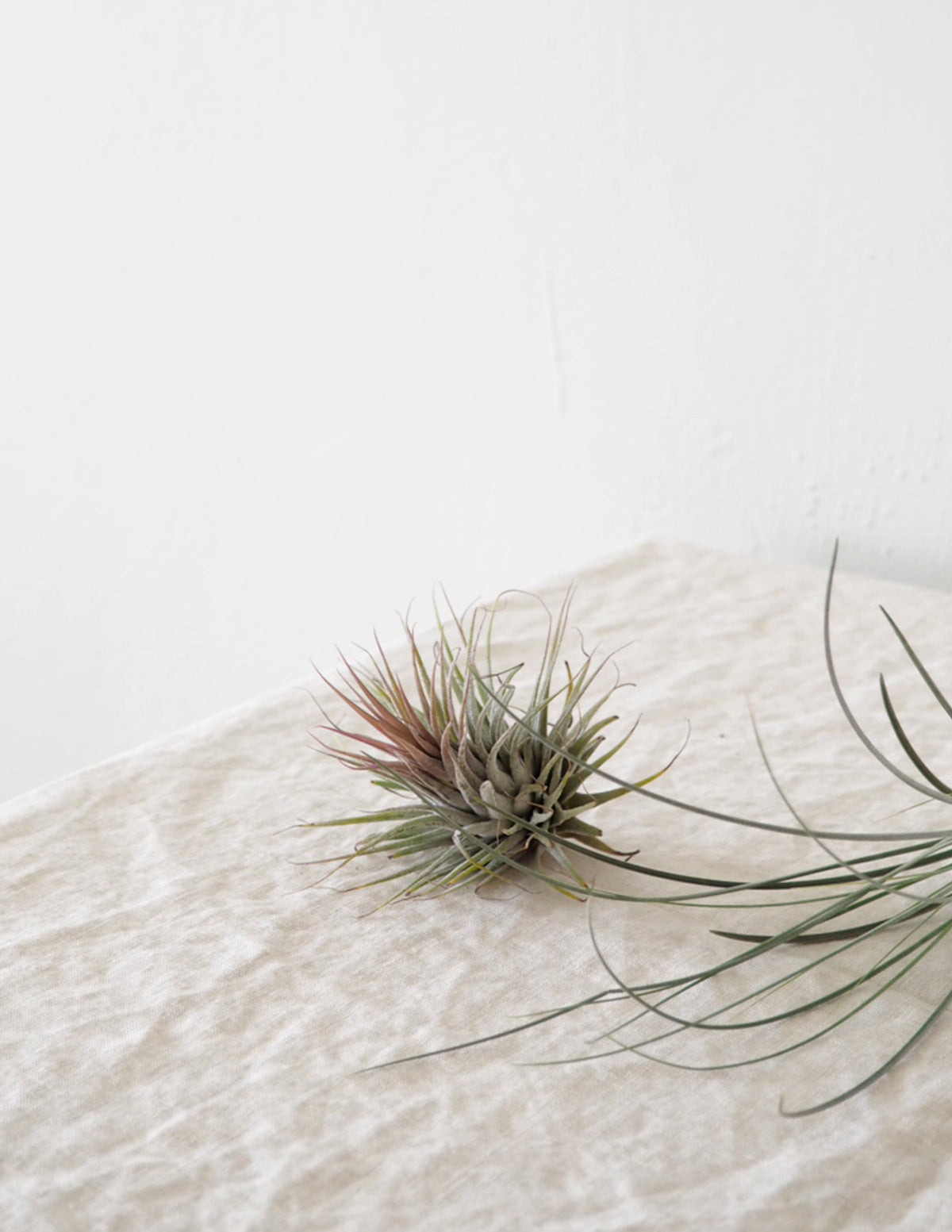 Air plants