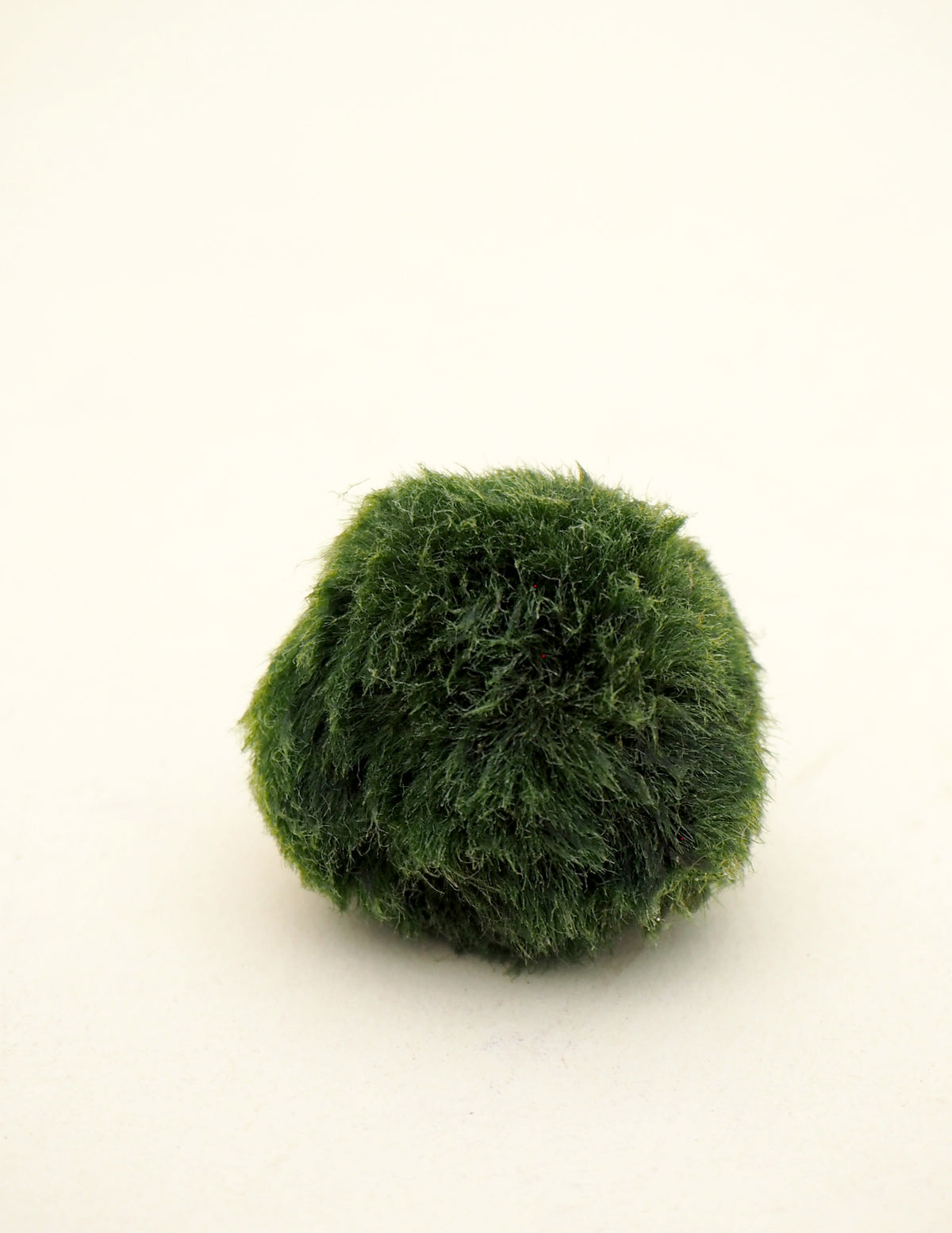 Marimo Moskugle i flaske